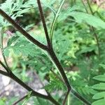 Ambrosia artemisiifolia Rhisgl