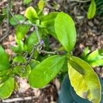Brunfelsia pauciflora Yaprak