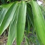 Thysanolaena latifolia Blad