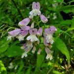 Penstemon canescens 花