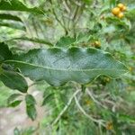 Pittosporum senacia Leht