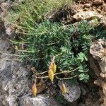 Astragalus australis Flor