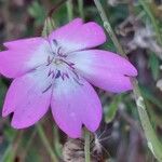 Eudianthe coeli-rosa Flower