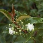 Archirhodomyrtus turbinata Blomma