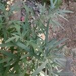 Artemisia ludoviciana Arall