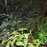 Cyathea surinamensis Хабит