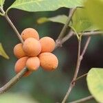 Pleiocarpa pycnantha Fruit