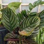 Calathea sanderiana Hoja