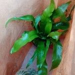 Asplenium nidusBlatt