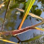 Paspalum repens Koor