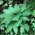 Cardamine heptaphylla Habitus