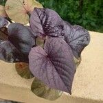 Ipomoea batatas Hoja
