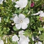 Malva trimestris Fiore