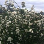 Ceanothus cuneatus Habitus