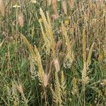Trisetum paniceum 果実