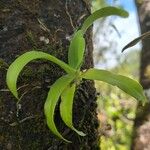 Aeranthes arachnites Leaf