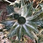 Eryngium giganteum Blüte