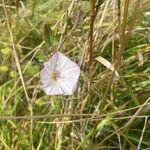 Convolvulus arvensis Blüte