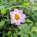 Dahlia tenuicaulis 花