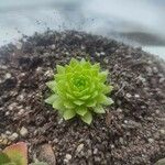 Sempervivum marmoreum Levél