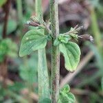 Clinopodium nepeta 葉