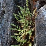 Woodsia oregana Habit