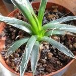 Agave toumeyana Frunză