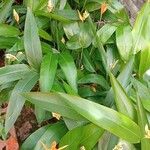 Heliconia latispatha Flower