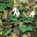 Dicentra canadensis Habit
