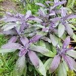 Salvia officinalis Yaprak