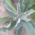 Verbascum niveum List