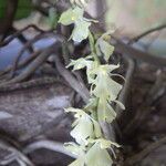 Rhipidoglossum pulchellum Flower