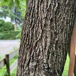 Juglans nigra Ekosanga