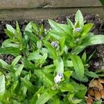 Myosotis arvensis Feuille