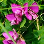 Polygala myrtifoliaKvet