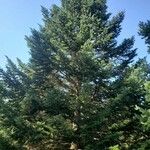 Abies holophylla Συνήθη χαρακτηριστικά