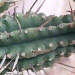 Euphorbia mammillaris Bark