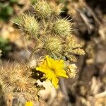 Solanum rostratum Фрукт