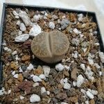 Lithops aucampiae Habitatea
