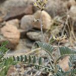 Astragalus layneae Hábito