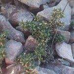 Arenaria aggregata Hoja