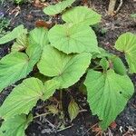 Begonia handelii Folha