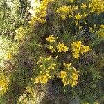 Ulex parviflorus Levél