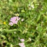 Achillea × roseoalba 花