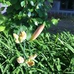 Hemerocallis middendorffii Kvet