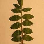 Rhus coriaria Otro