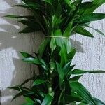 Dracaena angustifolia葉