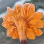 Cordia dodecandra Lorea