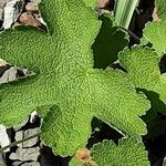 Geranium renardii Leaf