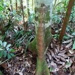 Artocarpus anisophyllus Coajă